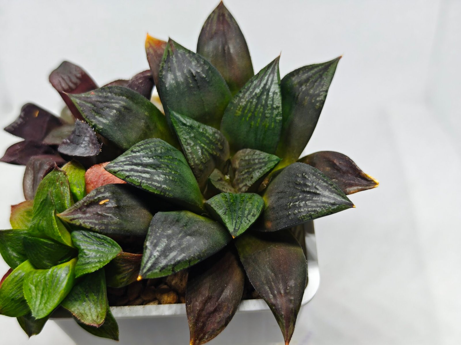 Haworthia Seedling Matrix S111 - 8