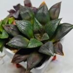 Haworthia Seedling Matrix S111 - 9