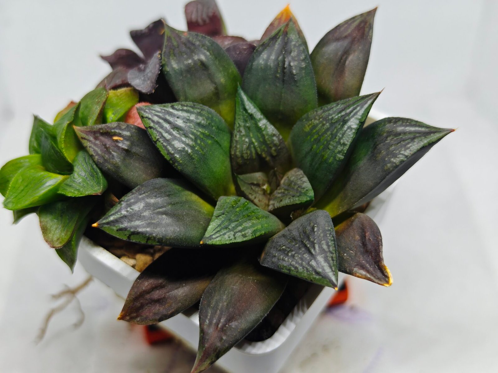 Haworthia Seedling Matrix S111 - 9