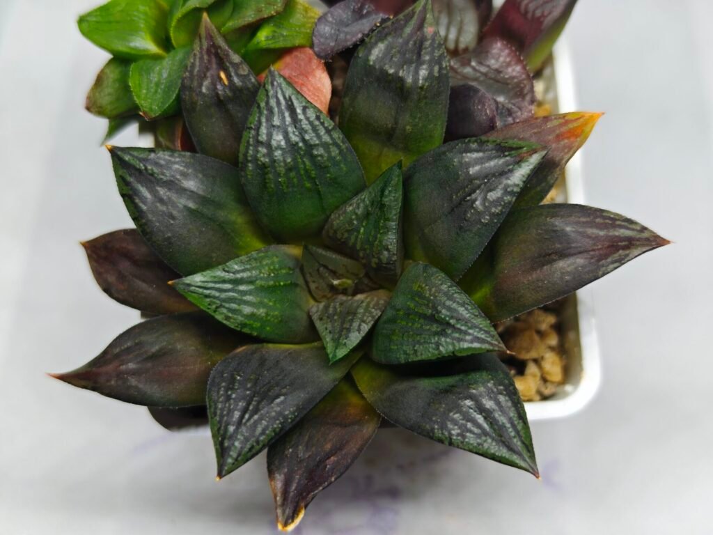 Haworthia Seedling Matrix S111 - 10