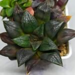 Haworthia Seedling Matrix S111 - 10