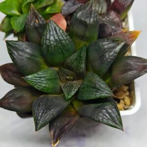 Haworthia Seedling Matrix S111 - 10
