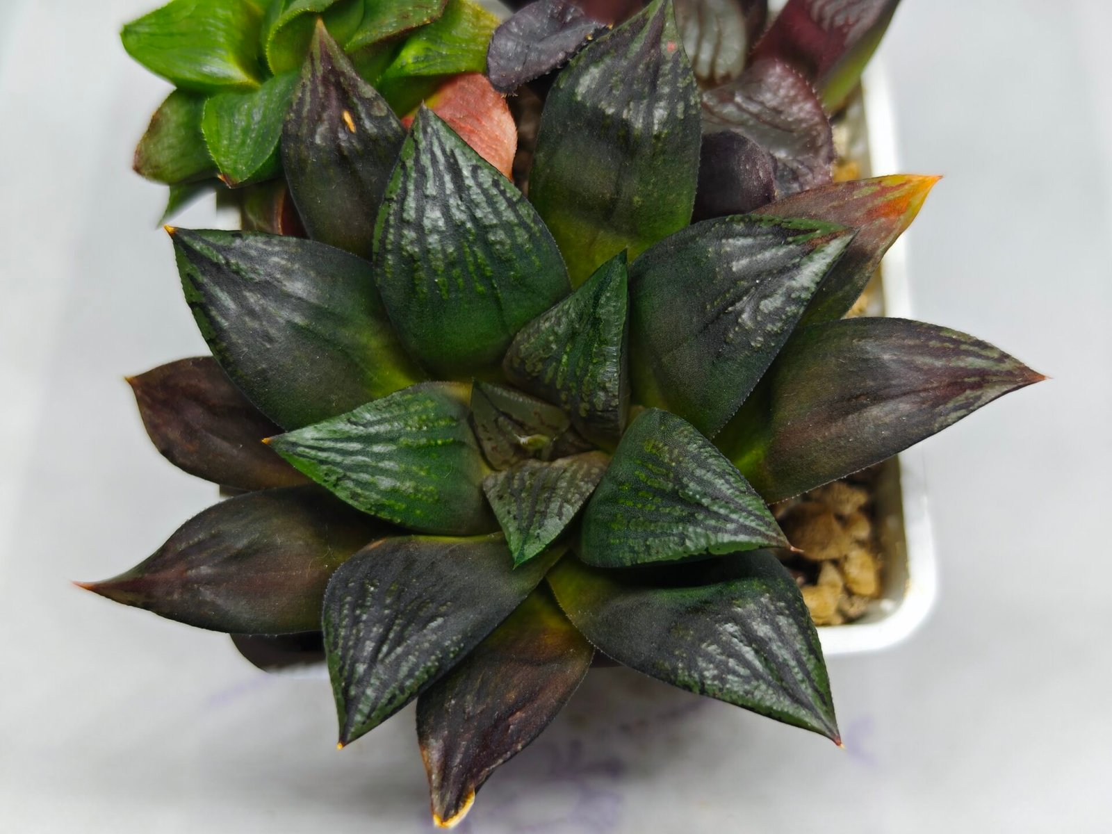 Haworthia Seedling Matrix S111 - 10