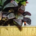 Haworthia Seedling S112 - 8