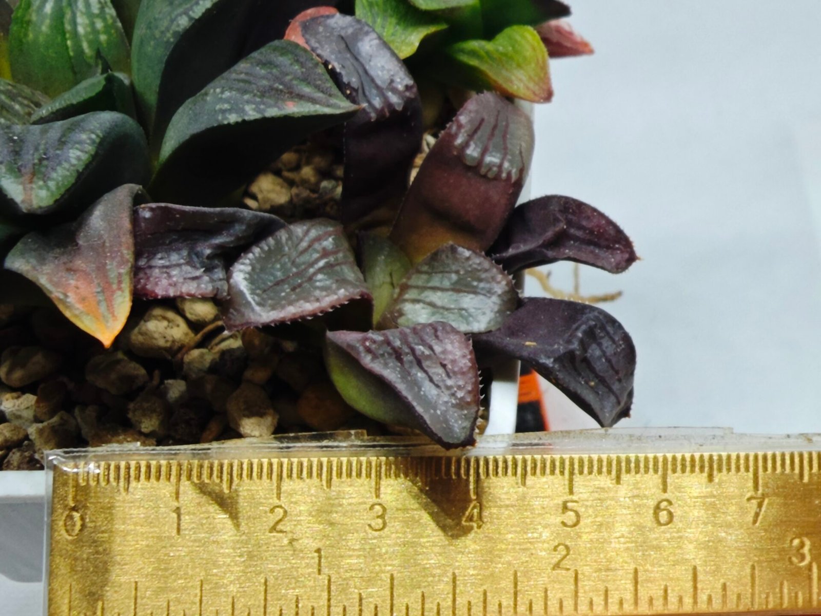 Haworthia Seedling S112 - 8
