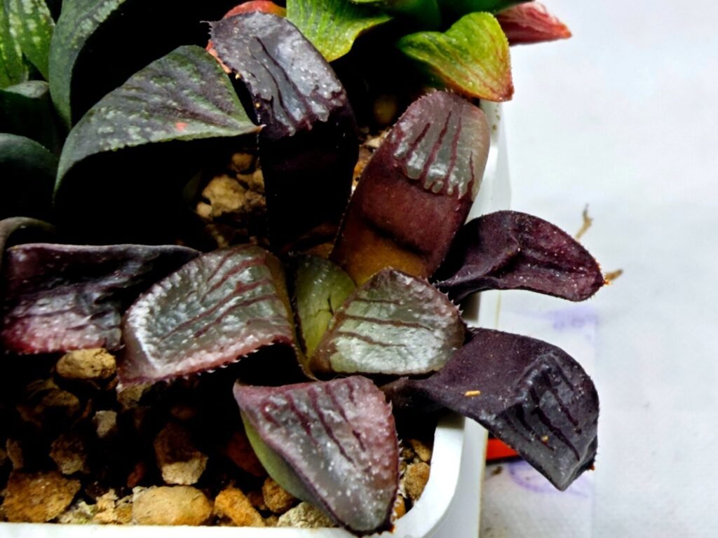 Home 8 Haworthia Seedling S112 - 1