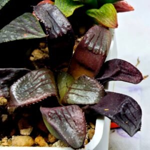 Haworthia Seedling S112 - 1