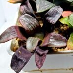 Haworthia Seedling S112 - 3