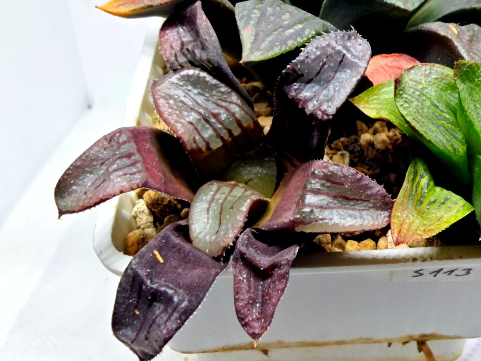 Haworthia Seedling S112 - 3