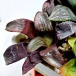 Haworthia Seedling S112 - 4