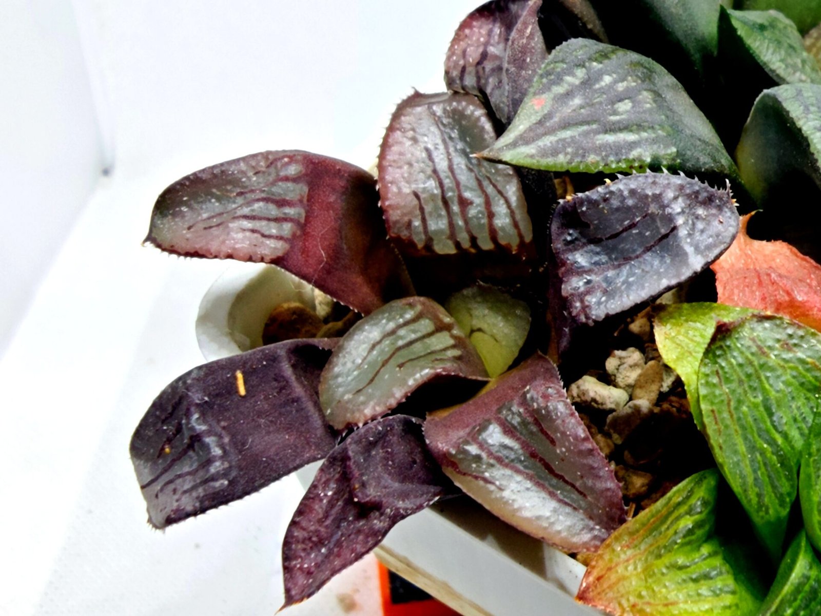 Haworthia Seedling S112 - 4