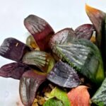Haworthia Seedling S112 - 5
