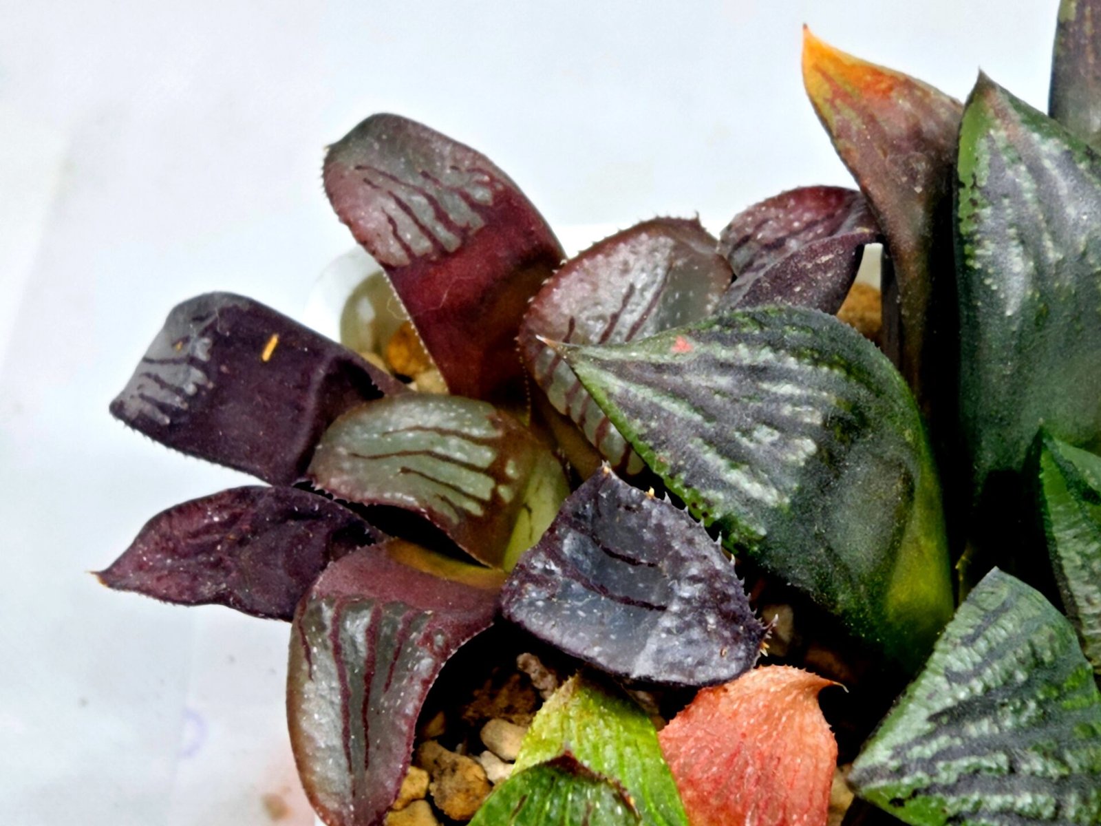 Haworthia Seedling S112 - 5
