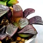 Haworthia Seedling S112 - 6