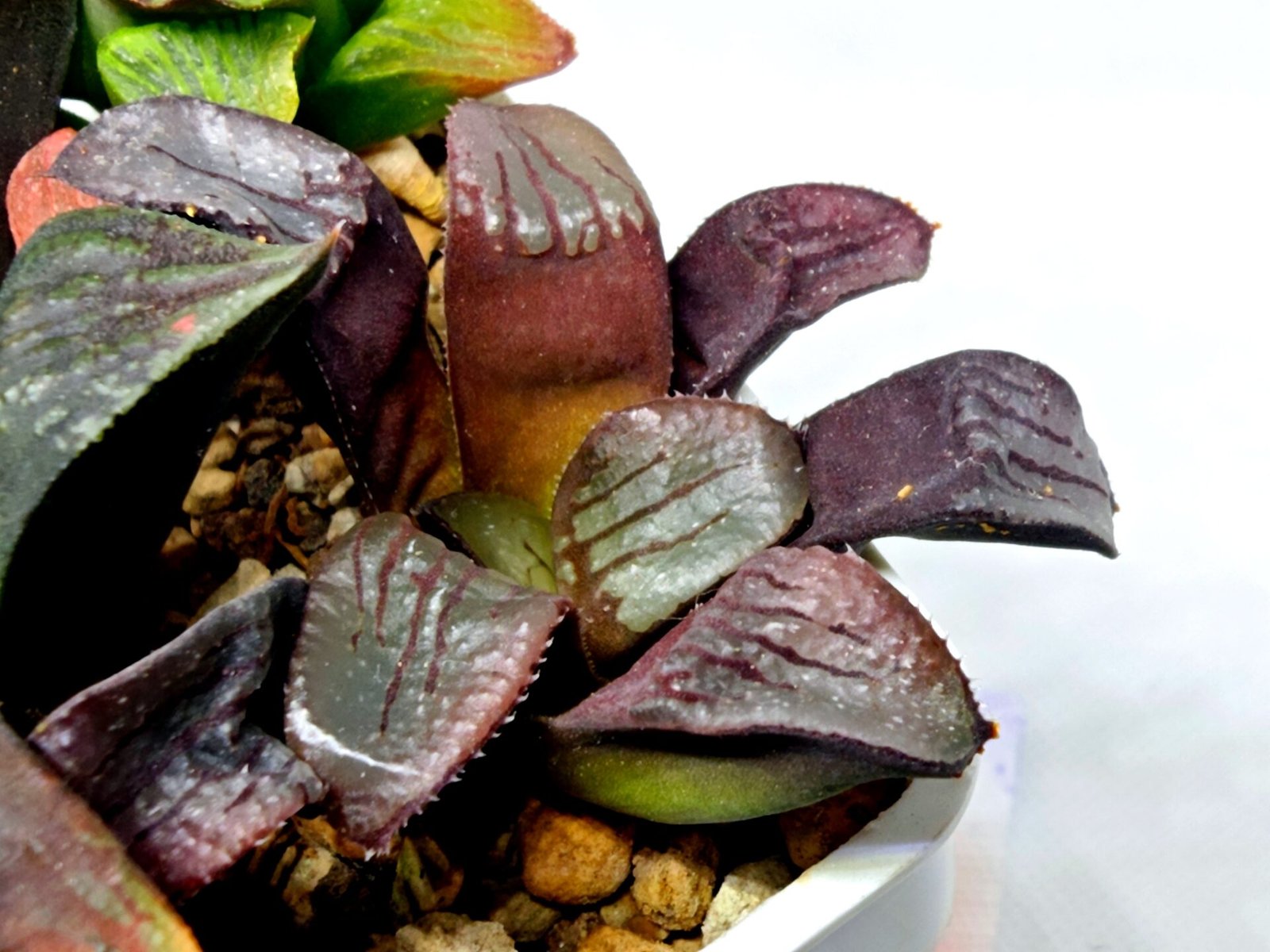 Haworthia Seedling S112 - 6