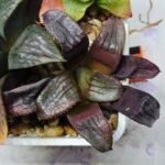 Haworthia Seedling S112 - 7
