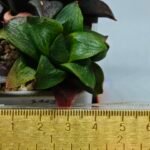 Haworthia Seedling S113 - 1