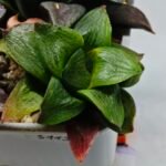 Haworthia Seedling S113 - 2
