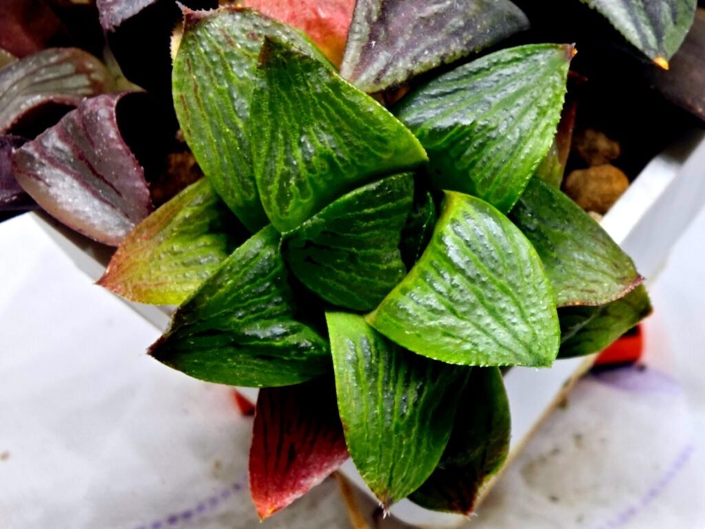 Home 3 Haworthia Seedling S113 - 3
