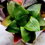 Haworthia Seedling S113 - 3