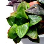 Haworthia Seedling S113 - 4