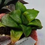 Haworthia Seedling S113 - 5
