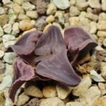 Haworthia Seedling Zebra JDV 90-7 S134 - 2