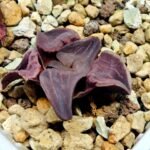 Haworthia Seedling Zebra JDV 90-7 S134 - 3