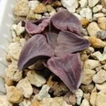 Haworthia Seedling Zebra JDV 90-7 S134 - 4