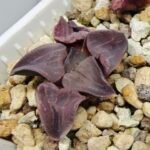Haworthia Seedling Zebra JDV 90-7 S134 - 5
