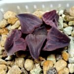 Haworthia Seedling Zebra JDV 90-7 S134 - 6
