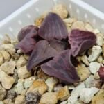 Haworthia Seedling Zebra JDV 90-7 S134 - 7