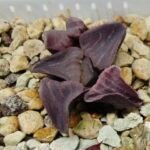 Haworthia Seedling Zebra JDV 90-7 S134 - 8