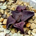 Haworthia Seedling Zebra JDV 90-7 S134 - 9
