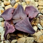 Haworthia Seedling Zebra JDV 90-7 S134 - 10