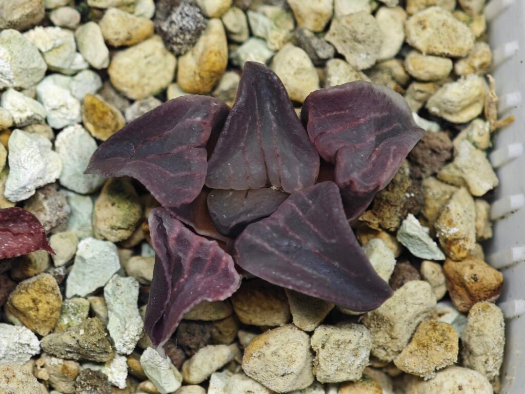 Home 2 Haworthia Seedling Zebra JDV 90-7 S134 - 11
