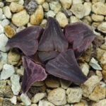 Haworthia Seedling Zebra JDV 90-7 S134 - 11