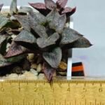 Haworthia Seedling S123 - 1