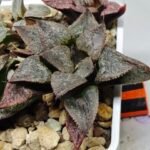 Haworthia Seedling S123 - 2