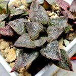 Haworthia Seedling S123 - 3