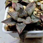 Haworthia Seedling S123 - 4