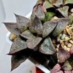 Haworthia Seedling S123 - 5