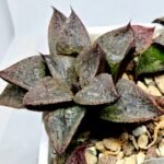 Haworthia Seedling S123 - 6