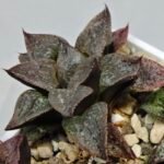 Haworthia Seedling S123 - 7