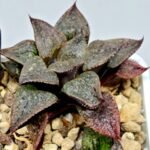 Haworthia Seedling S123 - 8