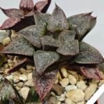 Haworthia Seedling S123 - 9