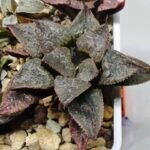 Haworthia Seedling S123 - 10
