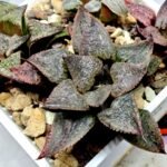 Haworthia Seedling S123 - 11