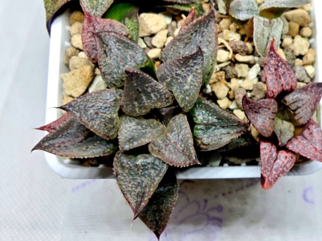 Home 7 Haworthia Seedling S123 - 12