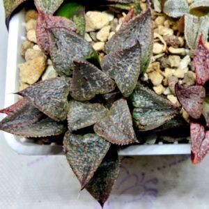 Haworthia Seedling S123 - 12
